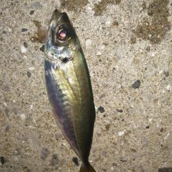 満月うらめしや