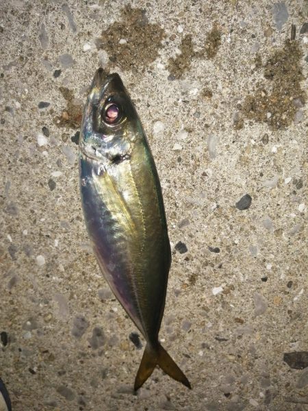 満月うらめしや