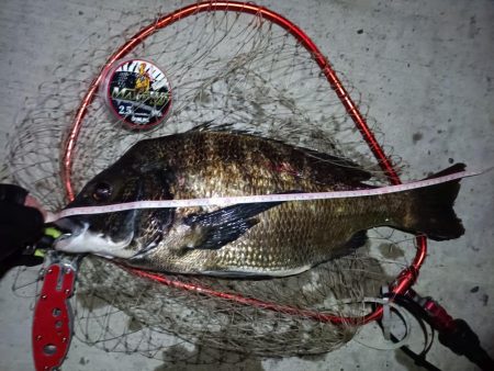 2023/08/30 南港ヘチ釣り釣行