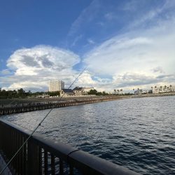 ウリボウの季節