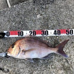 ショアジギで鯛