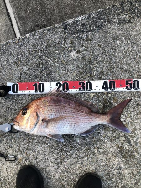 ショアジギで鯛