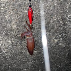 久しぶりにエギング