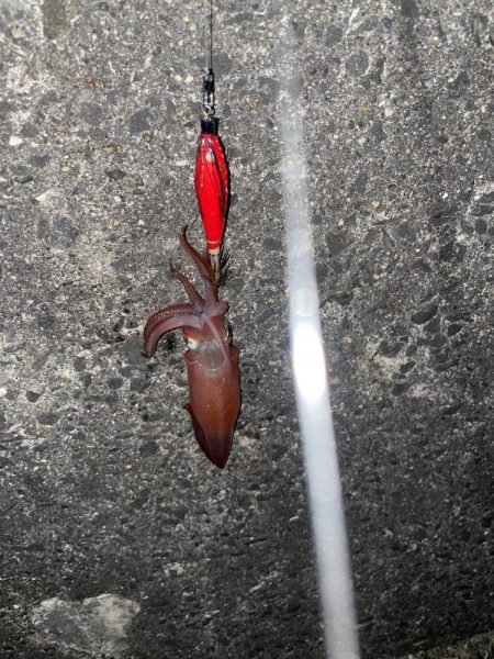 久しぶりにエギング