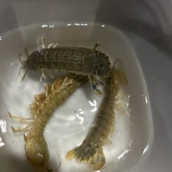 小樽港でシャコとサビキ釣り！！