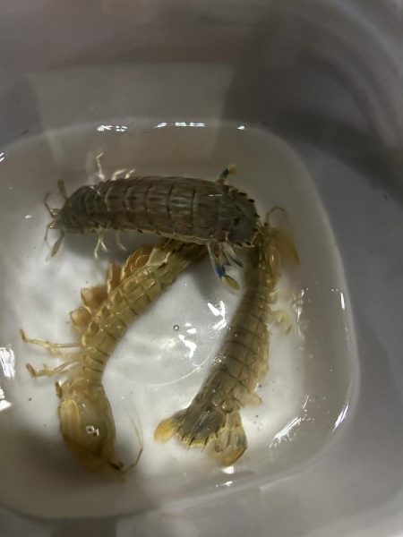 小樽港でシャコとサビキ釣り！！