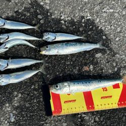 留萌でサビキ釣り