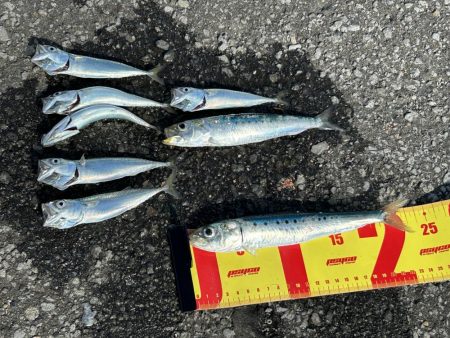 留萌でサビキ釣り