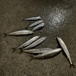 初道北フィッシング日本最北端での釣り