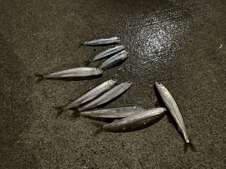 初道北フィッシング日本最北端での釣り