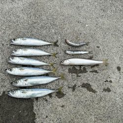 稚内でサビキ釣り