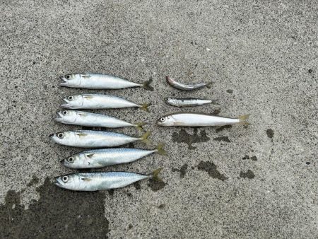 稚内でサビキ釣り