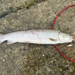 あの幻のイトウが釣れる!?