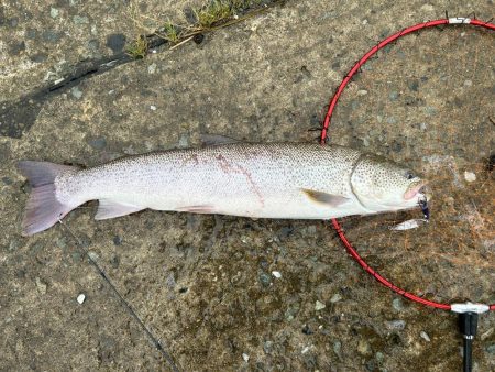 あの幻のイトウが釣れる!?