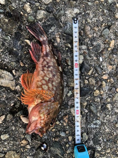 恒例　お盆休みの釣り