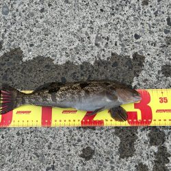 礼文島初日に、念願の魚が２匹とも釣れる!?