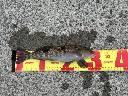 礼文島初日に、念願の魚が２匹とも釣れる!?…