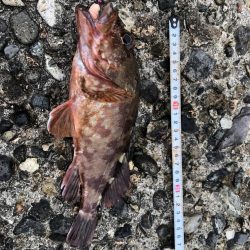 恒例　お盆休みの釣り　パート2