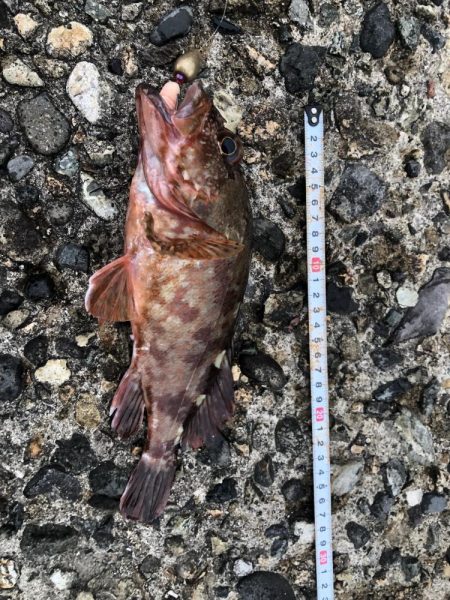 恒例　お盆休みの釣り　パート2