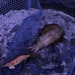 新子エギング釣査！