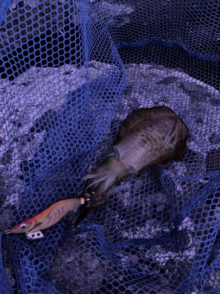 新子エギング釣査！