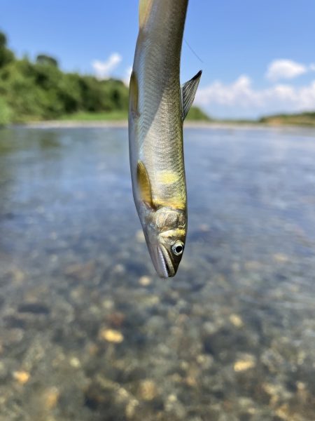 アユイングだ〜
