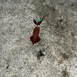 ケンサキイカ２杯