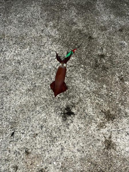 ケンサキイカ２杯