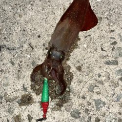 ケンサキイカとカワハギ