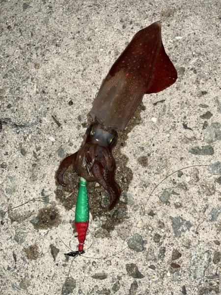 ケンサキイカとカワハギ