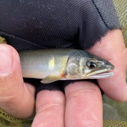 アユに癒された〜