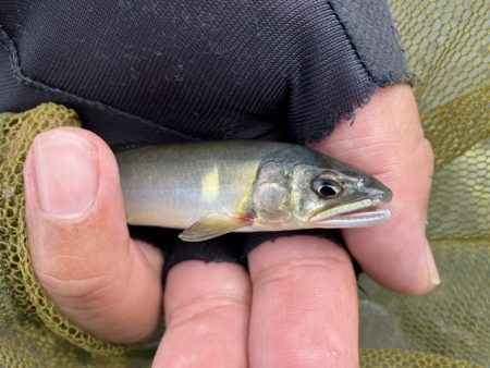 アユに癒された〜