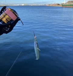 Ｆシステムでサヨリ