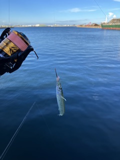 Ｆシステムでサヨリ