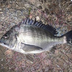 雨上がりのチヌ