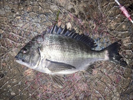 雨上がりのチヌ