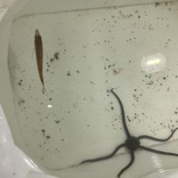 夕涼みファミリーフィッシング