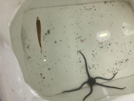 夕涼みファミリーフィッシング