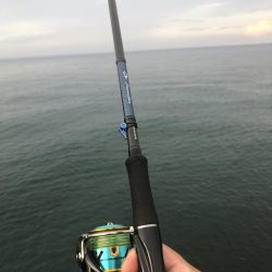 黒鯛トップ絶好調