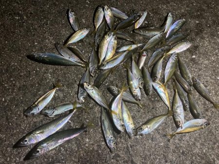 台風後のサビキ釣り