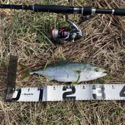 ショアジギサゴシ狙い。