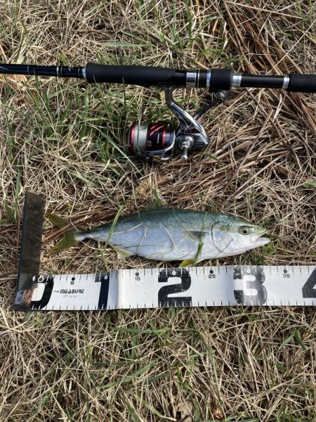 ショアジギサゴシ狙い。