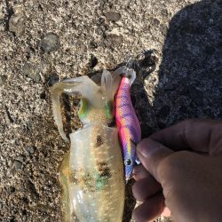 アオリイカ開幕調査