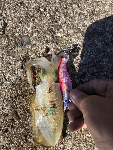 アオリイカ開幕調査