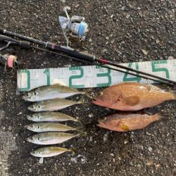 2023 佐渡ヶ島 ライトゲーム&キジハタゲーム 8月14日