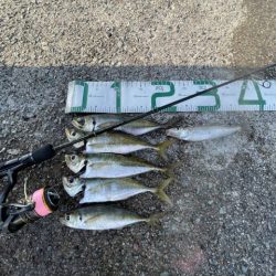 2023 佐渡ヶ島 ライトゲーム＆ハタゲーム　8月20日