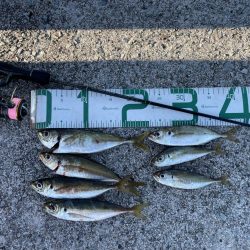 2023 佐渡ヶ島 ライトゲーム＆ハタゲーム＆アオリ新子調査　8月23日