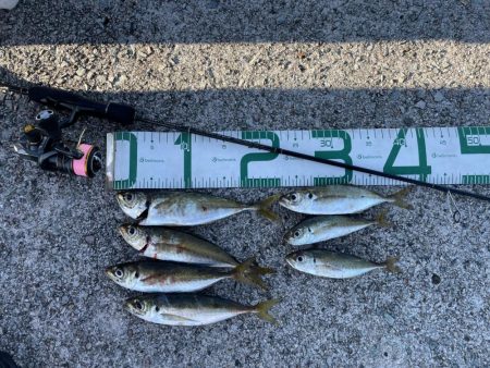 2023 佐渡ヶ島 ライトゲーム＆ハタゲー…