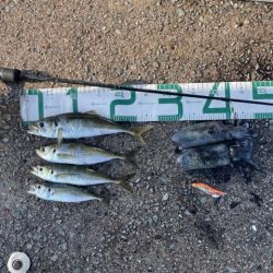 2023 佐渡ヶ島 ライトゲーム＆ハタゲーム＆アオリ新子調査　8月26日