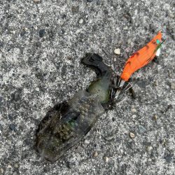 エギングシーズン